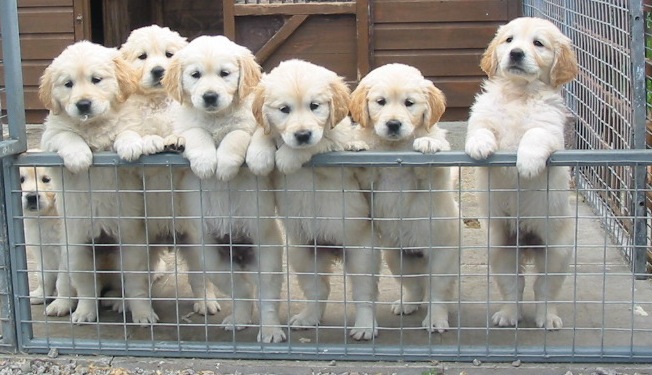 kennel club golden retriever breeders kennel club golden retriever puppies scotland dogs our kennel club golden retriever breeders kennel club golden retriever puppies scotland dogs our